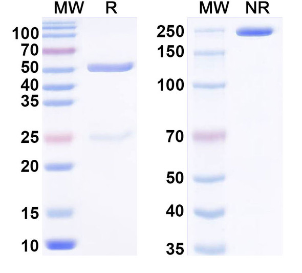 Anti-PHLPII/Phl p 2 Recombinant Monoclonal Antibody (SAA0683) - SDS-PAGE