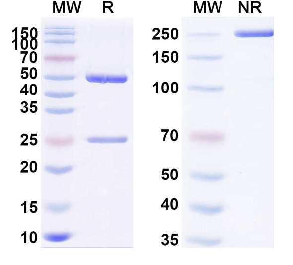 Anti-PHLPII/Phl p 2 Recombinant Monoclonal Antibody (SAA0687) - SDS-PAGE