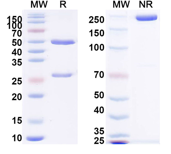Anti-PHLPVa/Allergen Phl p Va Recombinant Monoclonal Antibody (SAA0697) - SDS-PAGE