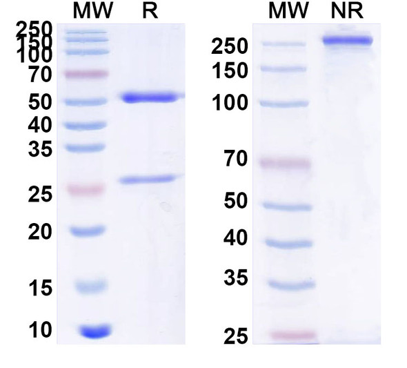 Anti-PHLPVI Recombinant Monoclonal Antibody (SAA0737) - SDS-PAGE