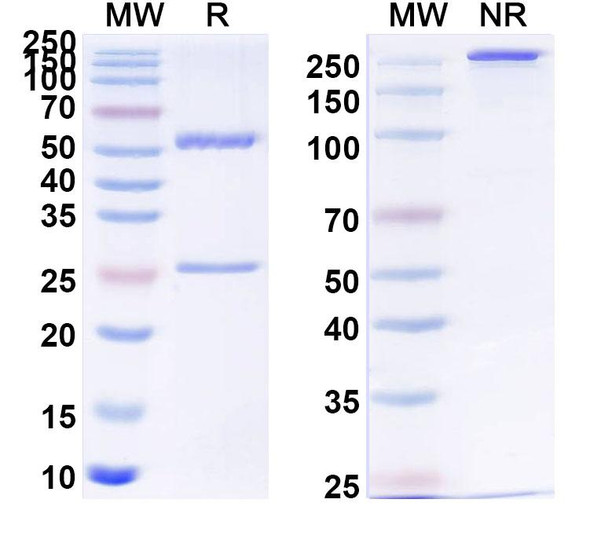 Anti-PHLPIV/phlp4 Recombinant Monoclonal Antibody (SAA0747) - SDS-PAGE