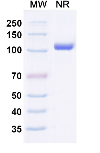 Anti-Gluten Recombinant Monoclonal Antibody (SAA0752) - SDS-PAGE