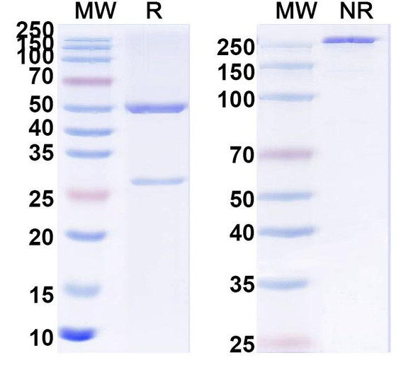 Anti-H2-K1-peptide (SIINFEKL) Complex Recombinant Monoclonal Antibody (SAA0757) - SDS-PAGE