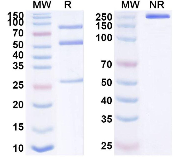 Anti-Human NECTIN4 Recombinant Monoclonal Antibody (P1E7) - SDS-PAGE