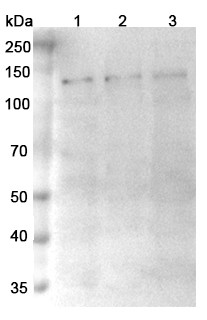 Anti-Human TRPM4/LTRPC4 Recombinant Monoclonal Antibody (SAA0760) - WB