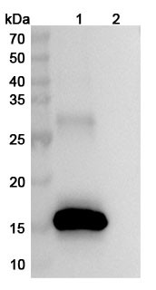 Anti-Human DRD1/AGIA Recombinant Monoclonal Antibody (SAA0783) - WB