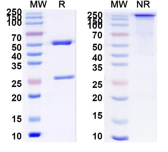 Anti-MPTS Recombinant Monoclonal Antibody (SAA0786) - SDS-PAGE