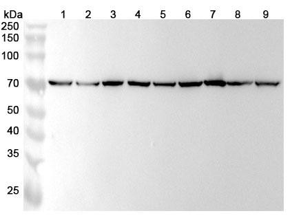 Anti-Human HSPA9/Mortalin/GRP75 Recombinant Monoclonal Antibody (SAA0812) - WB