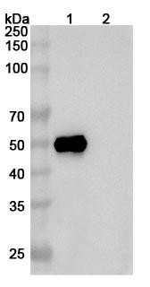 Anti-Human ATF4/CREB2 Recombinant Monoclonal Antibody (SAA0818) - WB