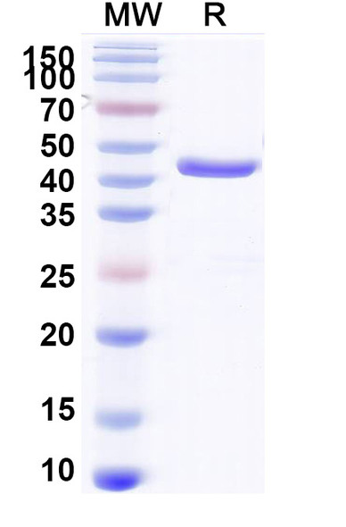 Anti-Aflatoxin B1 Recombinant Monoclonal Antibody (Nb26) - SDS-PAGE