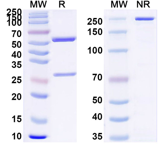 Anti-CPV2/FPV Capsid protein VP1 Recombinant Monoclonal Antibody (SAA0842) - SDS-PAGE