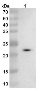 Anti-Human VEGFA Recombinant Nanobody (SAA0902) - WB