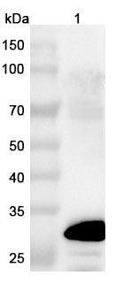 Anti-Human CD182/CXCR2 Recombinant Nanobody (SAA1360) - WB