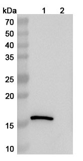 Anti-Human LYZ Recombinant Monoclonal Antibody (SAA1157) - WB