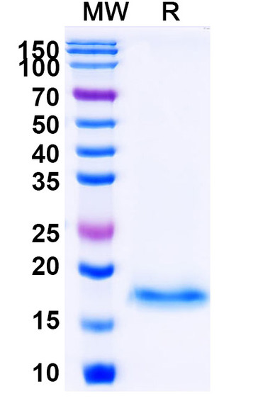 Anti-Human MLANA Recombinant Nanobody (SAA1259) - SDS-PAGE