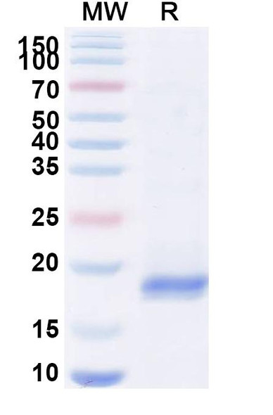 Anti-HIV1 Gag polyprotein Recombinant Nanobody (SAA0891) - SDS-PAGE