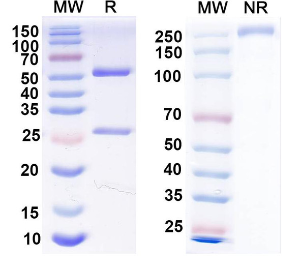 Anti-PCV2 Cap/Capsid protein Recombinant Monoclonal Antibody (3A5) - SDS-PAGE