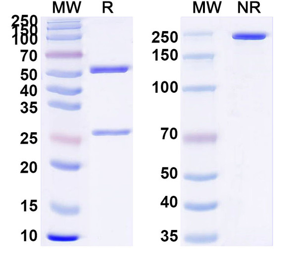 Anti-Human RHO/Rhodopsin Recombinant Monoclonal Antibody (K42-41L) - SDS-PAGE