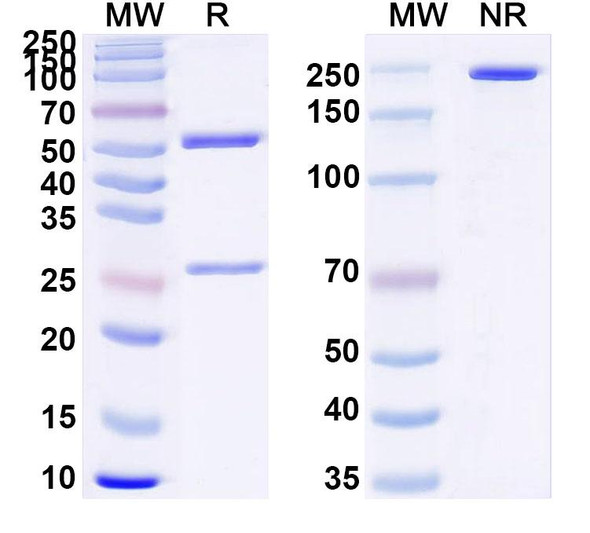 Anti-Human RHO/Rhodopsin Recombinant Monoclonal Antibody (K42-41L) - SDS-PAGE