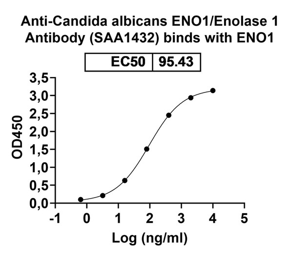 Anti-Candida albicans ENO1/Enolase 1 Recombinant Monoclonal Antibody (SAA1432) - bioactivity-binding
