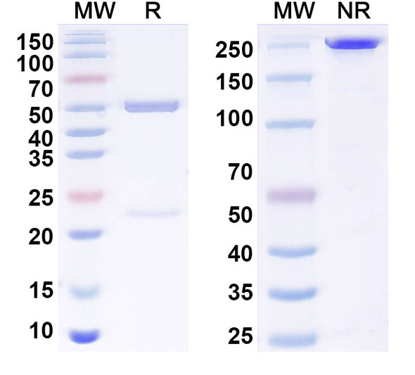 Anti-4S-HNE/4-HNE Recombinant Monoclonal Antibody (S412) - SDS-PAGE