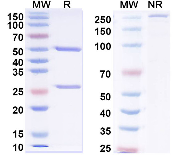 Anti-RABV G/Glycoprotein Recombinant Monoclonal Antibody (50AD1) - SDS-PAGE