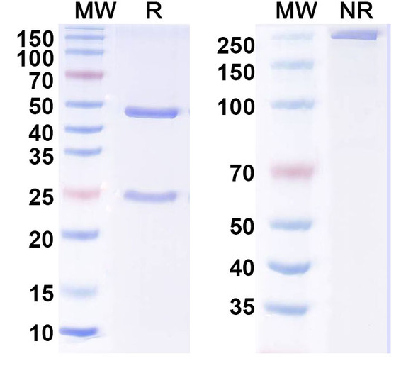 Anti-MERS-CoV RBD Recombinant Monoclonal Antibody (JC57-14) - SDS-PAGE