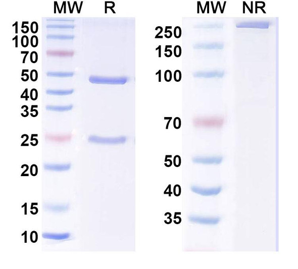 Anti-MERS-CoV RBD Recombinant Monoclonal Antibody (CDC2-C2) - SDS-PAGE