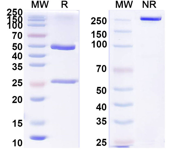 Anti-MERS-CoV RBD Recombinant Monoclonal Antibody (4V2) - SDS-PAGE