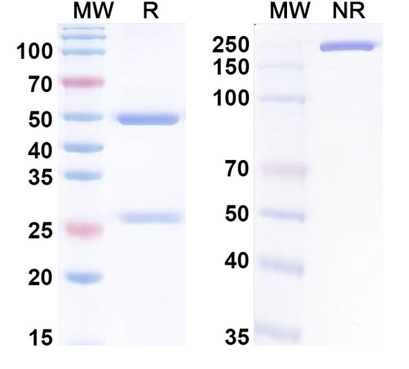Anti-Neu5Ac/O-sialic acid/Polysialic acid Recombinant Monoclonal Antibody (Ab735) - SDS-PAGE