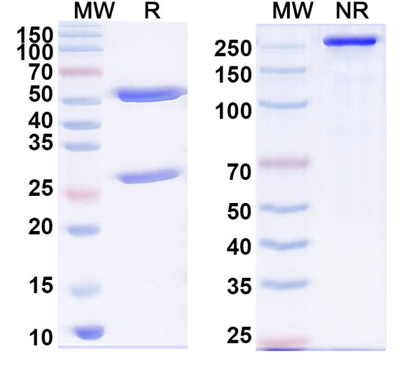 Anti-Human FOS Recombinant Monoclonal Antibody (N486/76) - SDS-PAGE