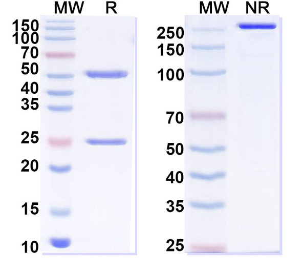 Anti-Fentanyl Recombinant Monoclonal Antibody (F9.6) - SDS-PAGE