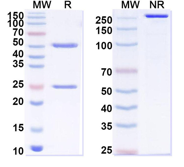 Anti-Fentanyl Recombinant Monoclonal Antibody (F9.6) - SDS-PAGE