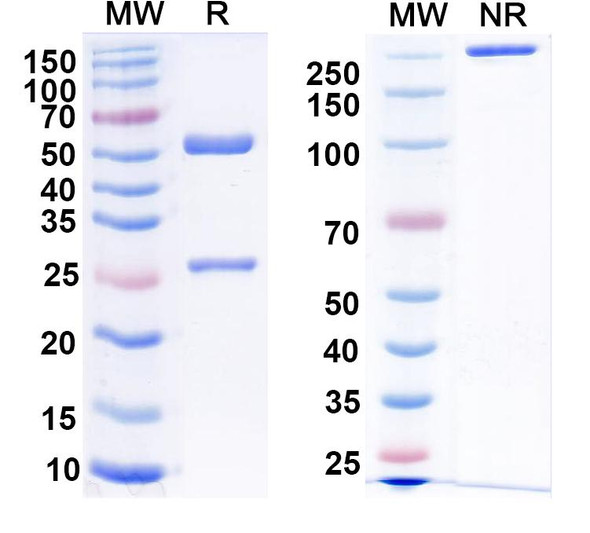 Anti-DENV-2 E-DII/Envelope Protein E Recombinant Monoclonal Antibody (2A10) - SDS-PAGE