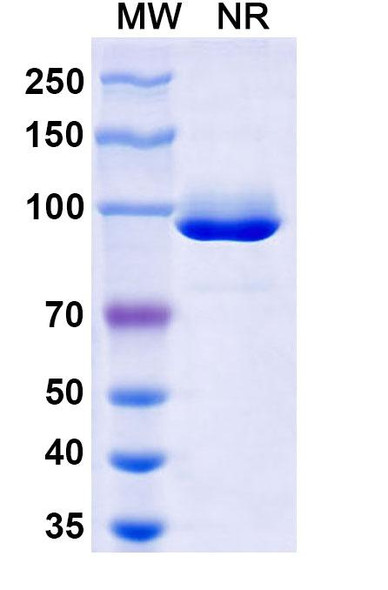 Anti-Influenza A virus NP/Nucleoprotein protein Recombinant Monoclonal Antibody (VHH1) - SDS-PAGE