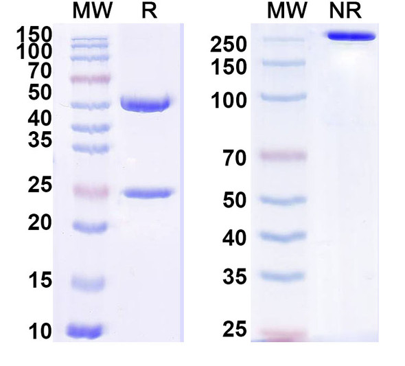 Anti-Staphylococcus aureus nuc/Thermonuclease Recombinant Monoclonal Antibody (SAA1455) - SDS-PAGE