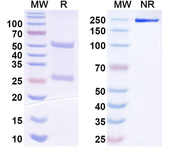 Anti-Bordetella pertussis fhaB/FHA Recombinant Monoclonal Antibody (T5) - SDS-PAGE