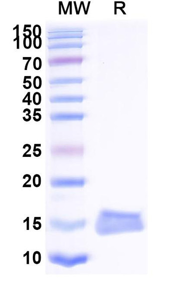 Anti-E.coli lexA/LexA repressor Recombinant Nanobody (SAA1458) - SDS-PAGE