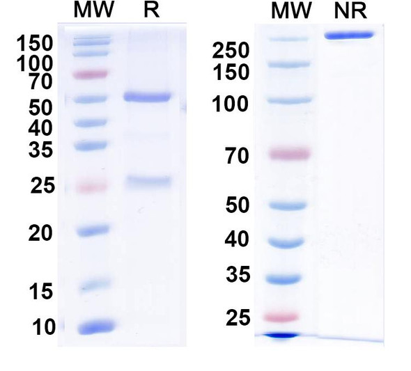 Anti-Vaccinia D8L Recombinant Monoclonal Antibody (LA5) - SDS-PAGE