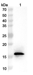 Anti-Vaccinia A27 Recombinant Monoclonal Antibody (8E3#) - WB