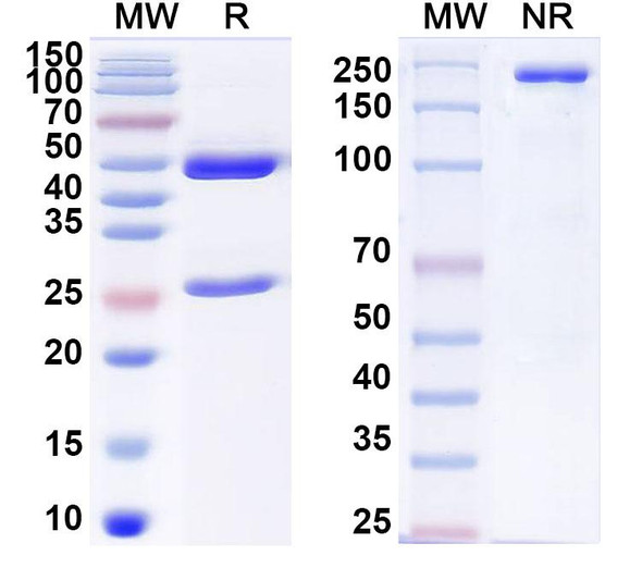 Anti-NPrPSA Recombinant Monoclonal Antibody (6B9) - SDS-PAGE
