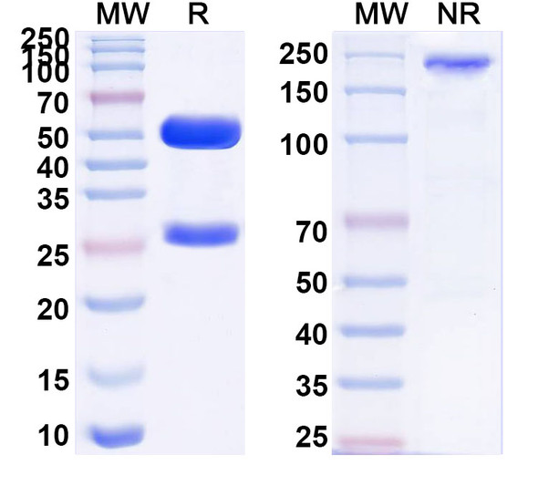 Anti-Human MSTN/GDF8 Recombinant Monoclonal Antibody (JA16) - SDS-PAGE