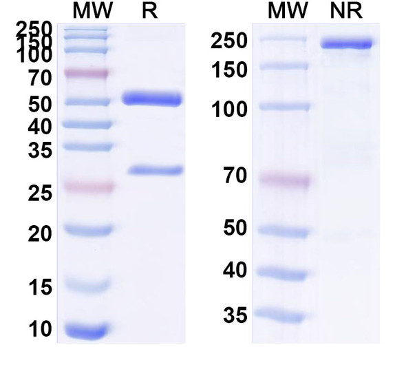 Anti-Human p53 (R175H mutation) pHLA Complex Recombinant Monoclonal Antibody (H2) - SDS-PAGE