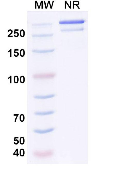 Anti-JEV Envelope protein E Recombinant Monoclonal Antibody (2H4) - SDS-PAGE