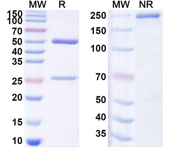 Anti-Dog NGF/Beta-NGF Recombinant Monoclonal Antibody (SAA1472) - SDS-PAGE