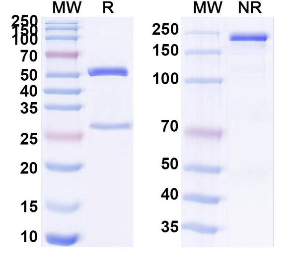Anti-DA/Domoic acid Recombinant Monoclonal Antibody (24cB7) - SDS-PAGE