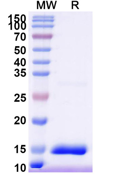 Anti-Mouse 5HT3/HTR3A Recombinant Nanobody (SAA1479) - SDS-PAGE