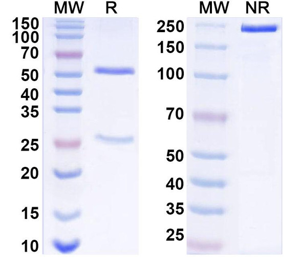 Anti-West Nile virus/WNV GP1/Genome polyprotein Recombinant Monoclonal Antibody (CR4353) - SDS-PAGE