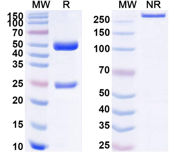 Anti-Human HERV-K Env/ERVK-6 Recombinant Monoclonal Antibody (2I5/H4) - SDS-PAGE