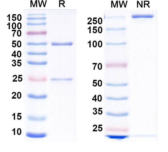 Anti-SEBOV GP/Envelope glycoprotein Recombinant Monoclonal Antibody (16F6) - SDS-PAGE